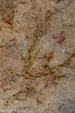 <center>Grotte aux Palmiers</center>D'autres fossiles sont présents : il s'agit de fougères (ici), de feuilles et de tiges de différentes espèces.